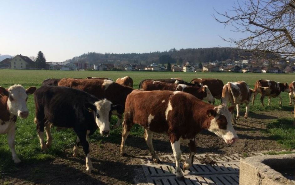 Weidebeef